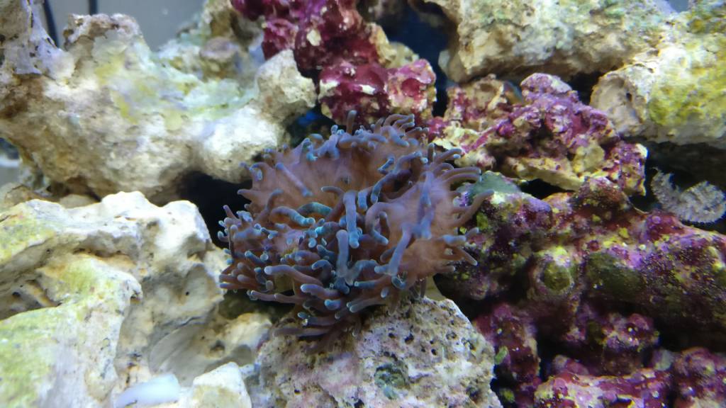 IMG_20170129_144912.jpeg