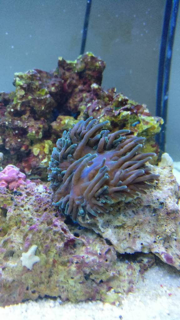IMG_20170129_155310.jpeg