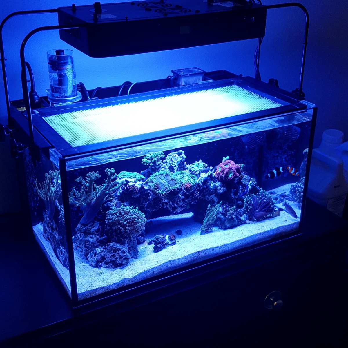 Photo #2 - 55 Gallon Tall Discus Tank With 3d Slime Wall Bac