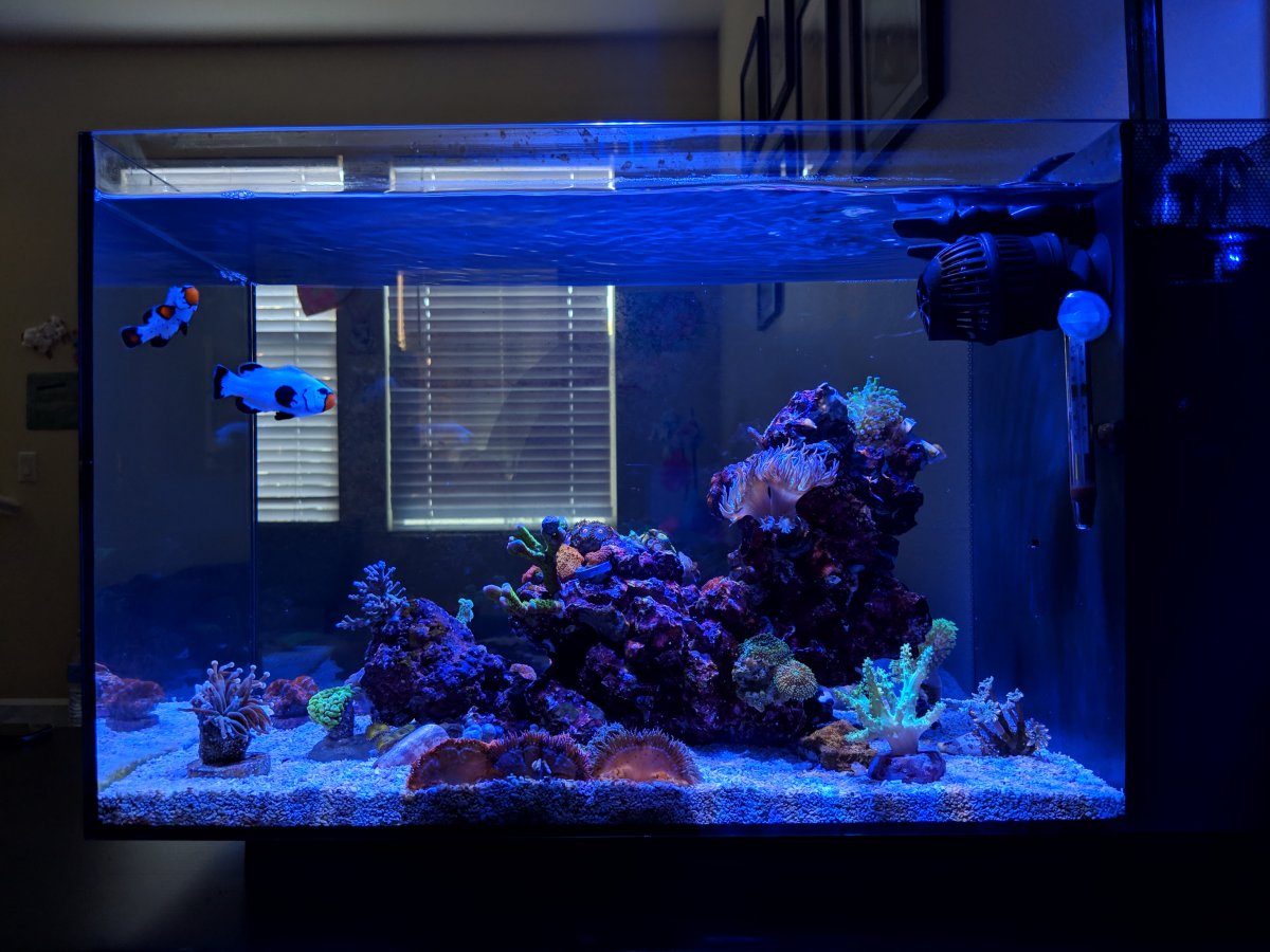 Gelach Gedachte Noord West Nano Build - Show off your nano tank aquascape | Page 11 | REEF2REEF  Saltwater and Reef Aquarium Forum
