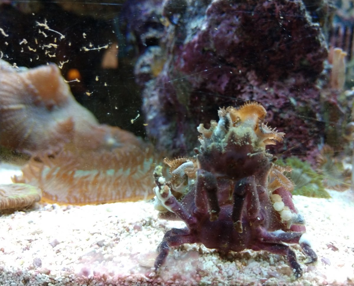 What is on my decorator crabs belly.  REEF2REEF Saltwater and Reef Aquarium  Forum