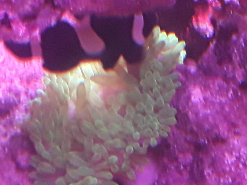 IMG_20181207_191549_99.jpeg