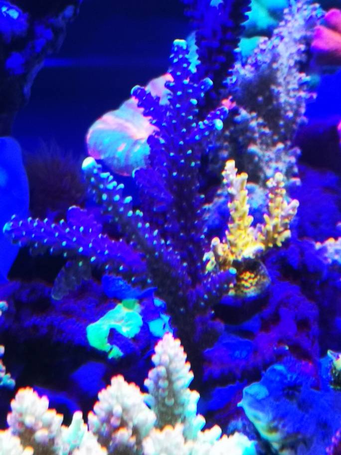 IMG_20181225_000729.jpeg