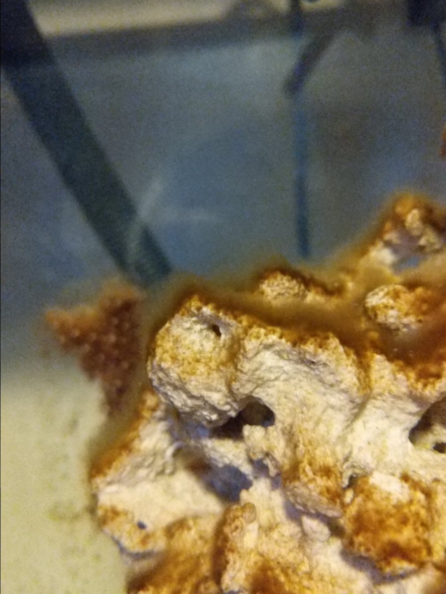 Brown hair algae? | REEF2REEF Saltwater and Reef Aquarium ...