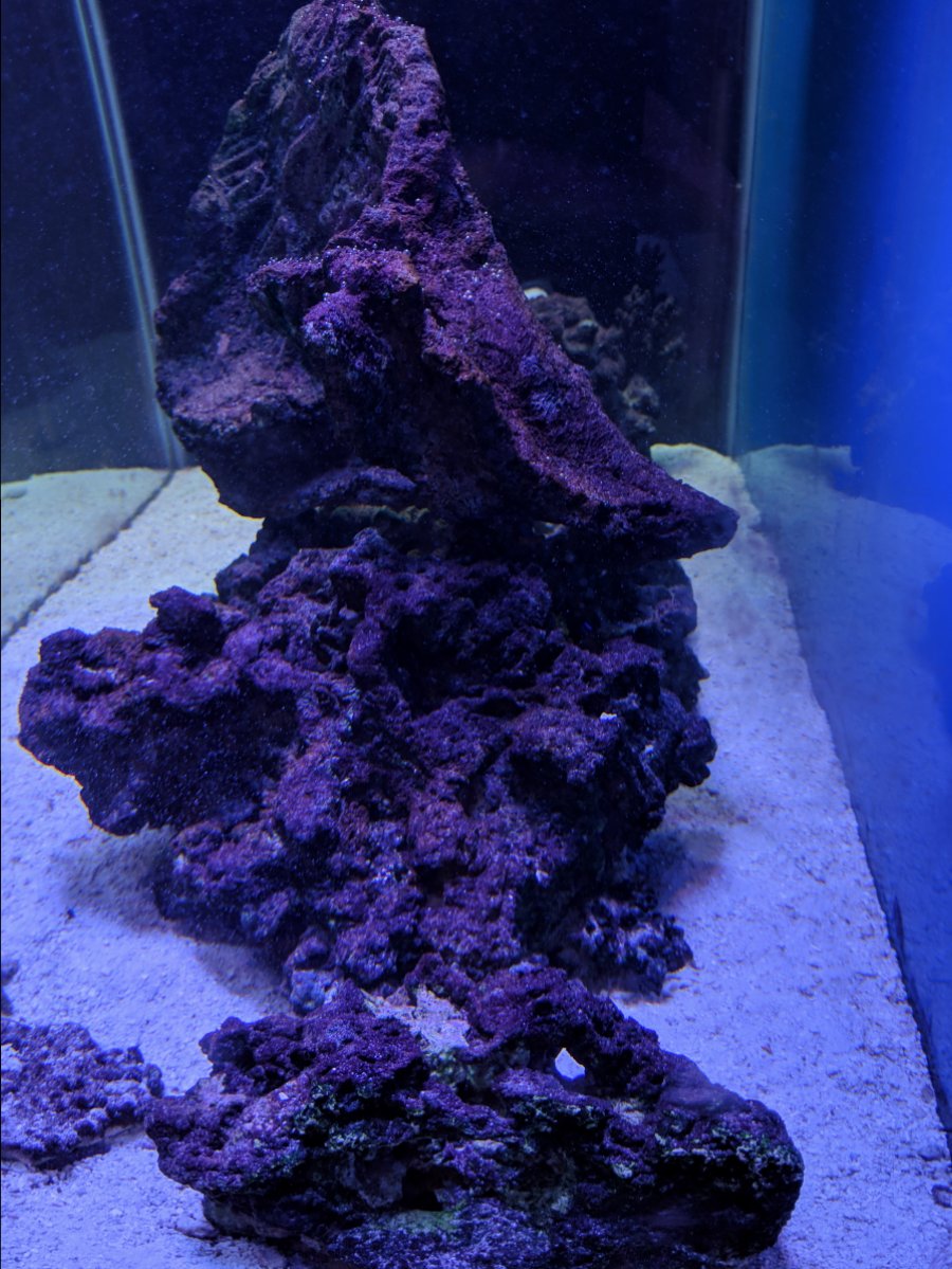Is this Algae good or Bad? REEF2REEF Saltwater and Reef Aquarium Forum