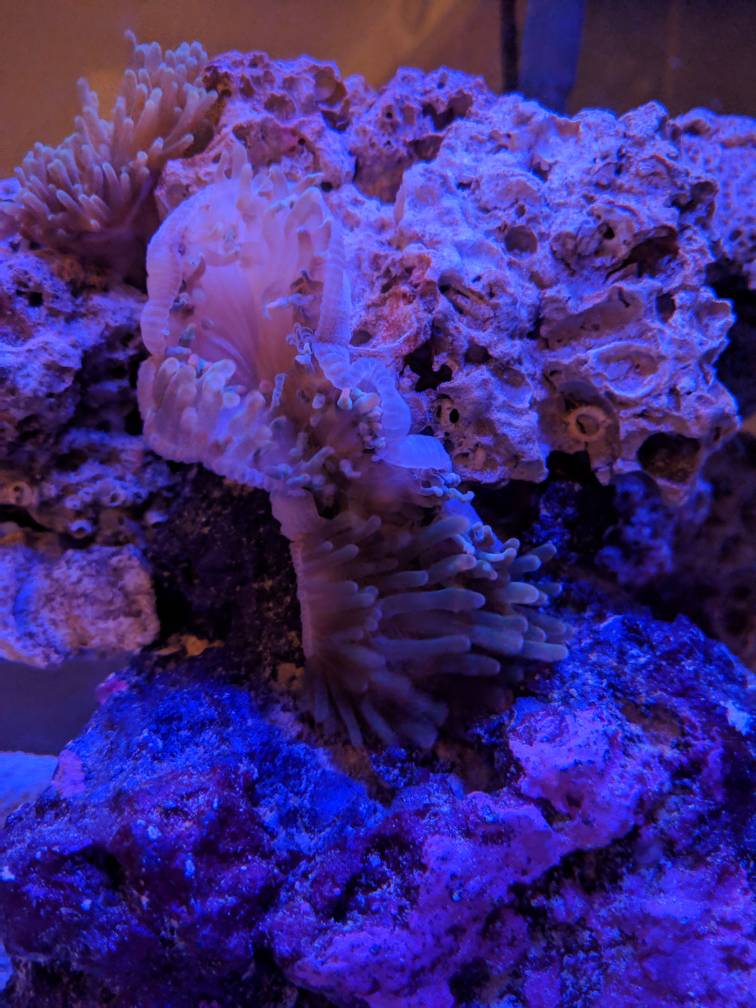 IMG_20190207_183119.jpeg