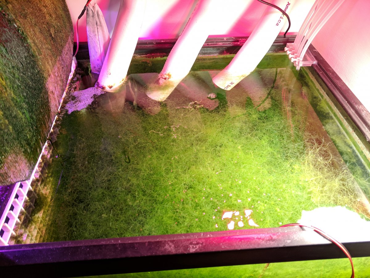 Diy algae scrubber | REEF2REEF Saltwater and Reef Aquarium Forum