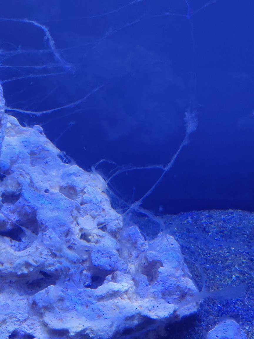 White slime?  REEF2REEF Saltwater and Reef Aquarium Forum