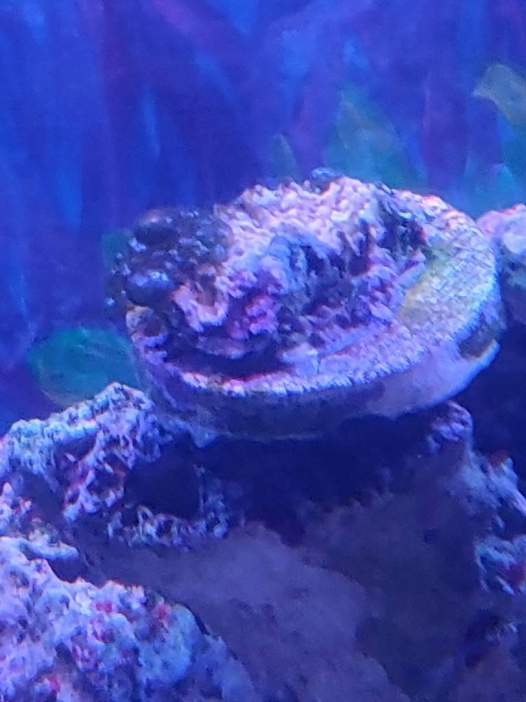 IMG_20190423_193134.jpeg