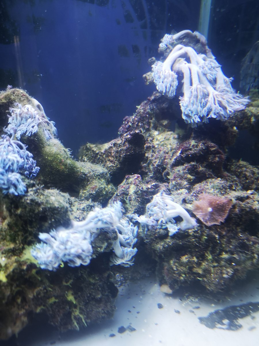 pulsing Xenia | REEF2REEF Saltwater and Reef Aquarium Forum