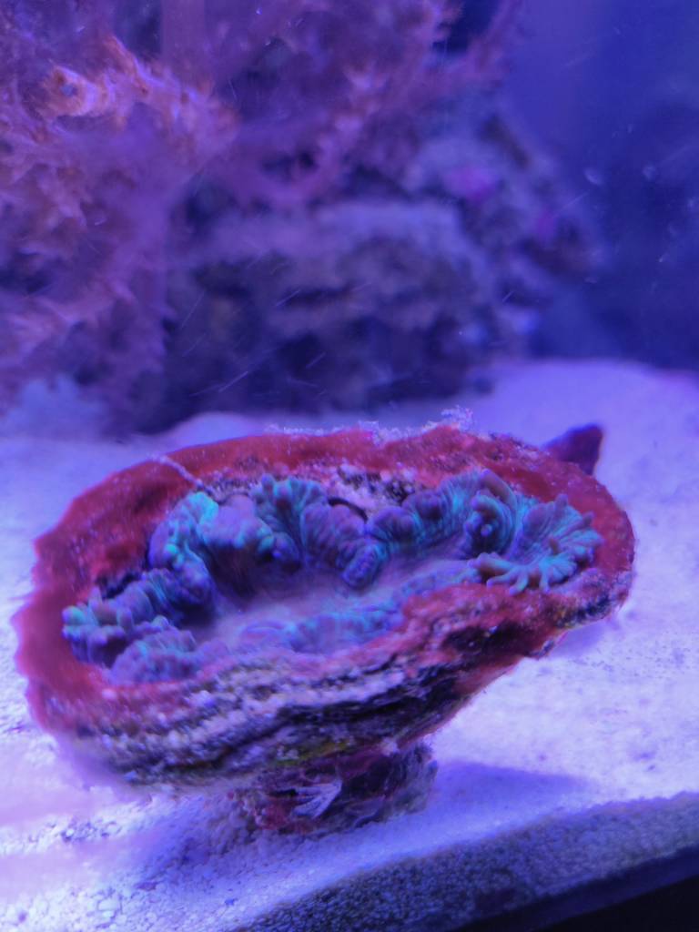 IMG_20190531_204518.jpeg