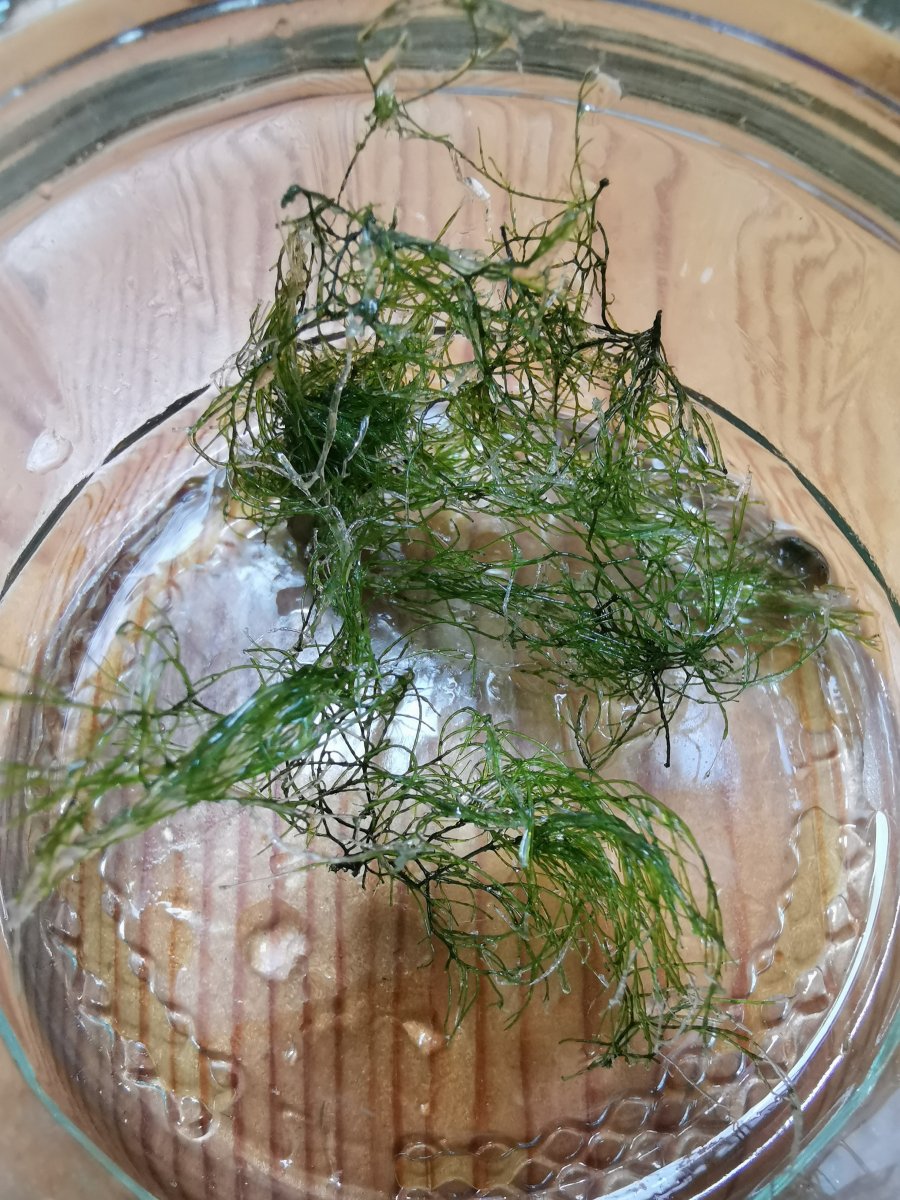 Bryopsis Cure: My Battle With Bryopsis Using Fluconazole ...