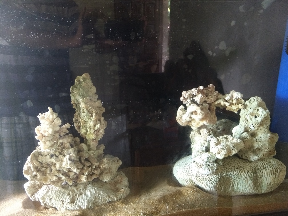 Stocking and aquascape for for 50 gallon | REEF2REEF Saltwater and Reef ...