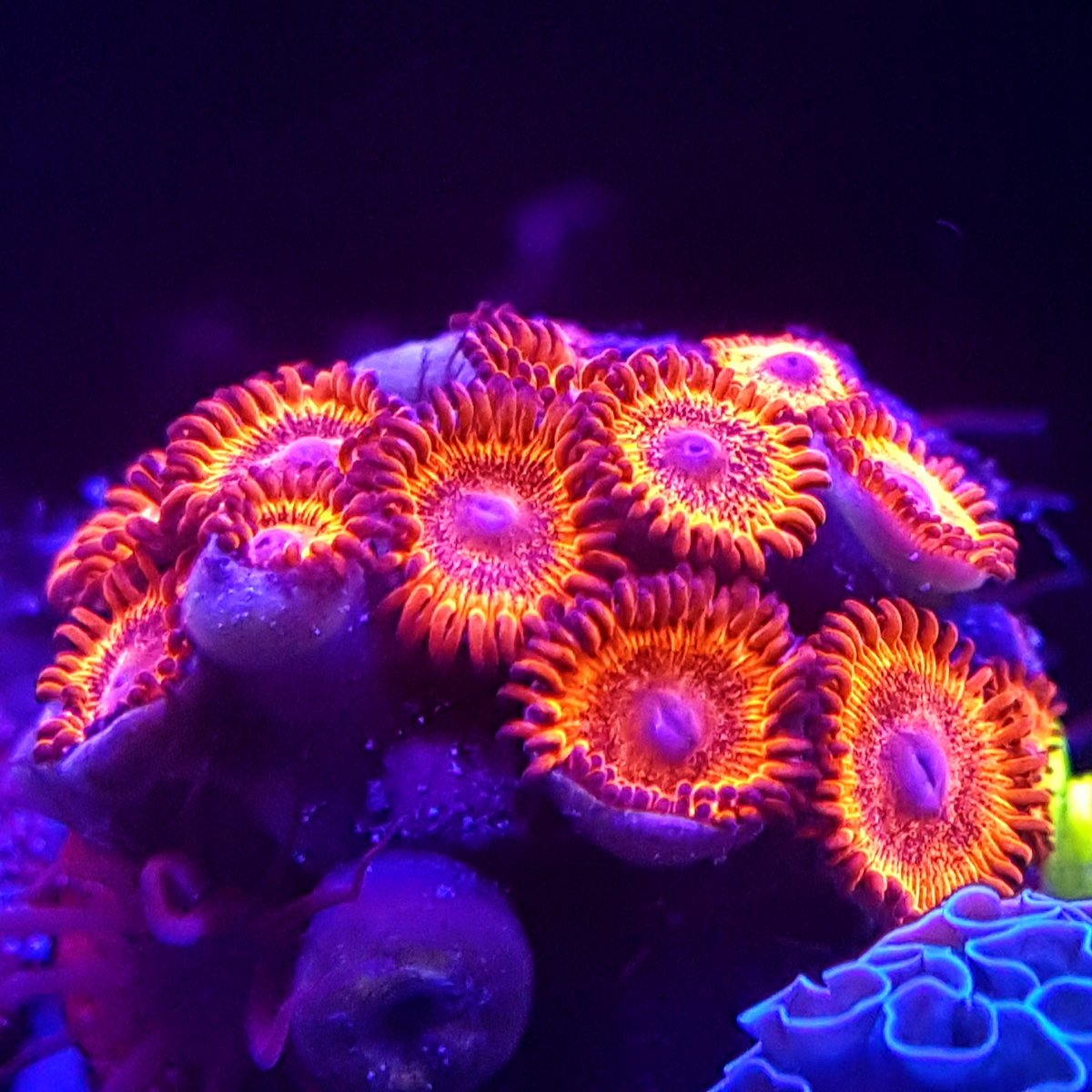 Palythoa and Zoanthid IDs | REEF2REEF Saltwater and Reef Aquarium Forum