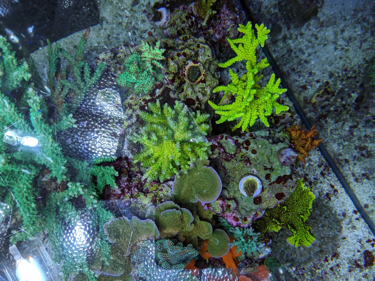 Metal Halide and T5 Grow Corals Better Than LED and Cost ...