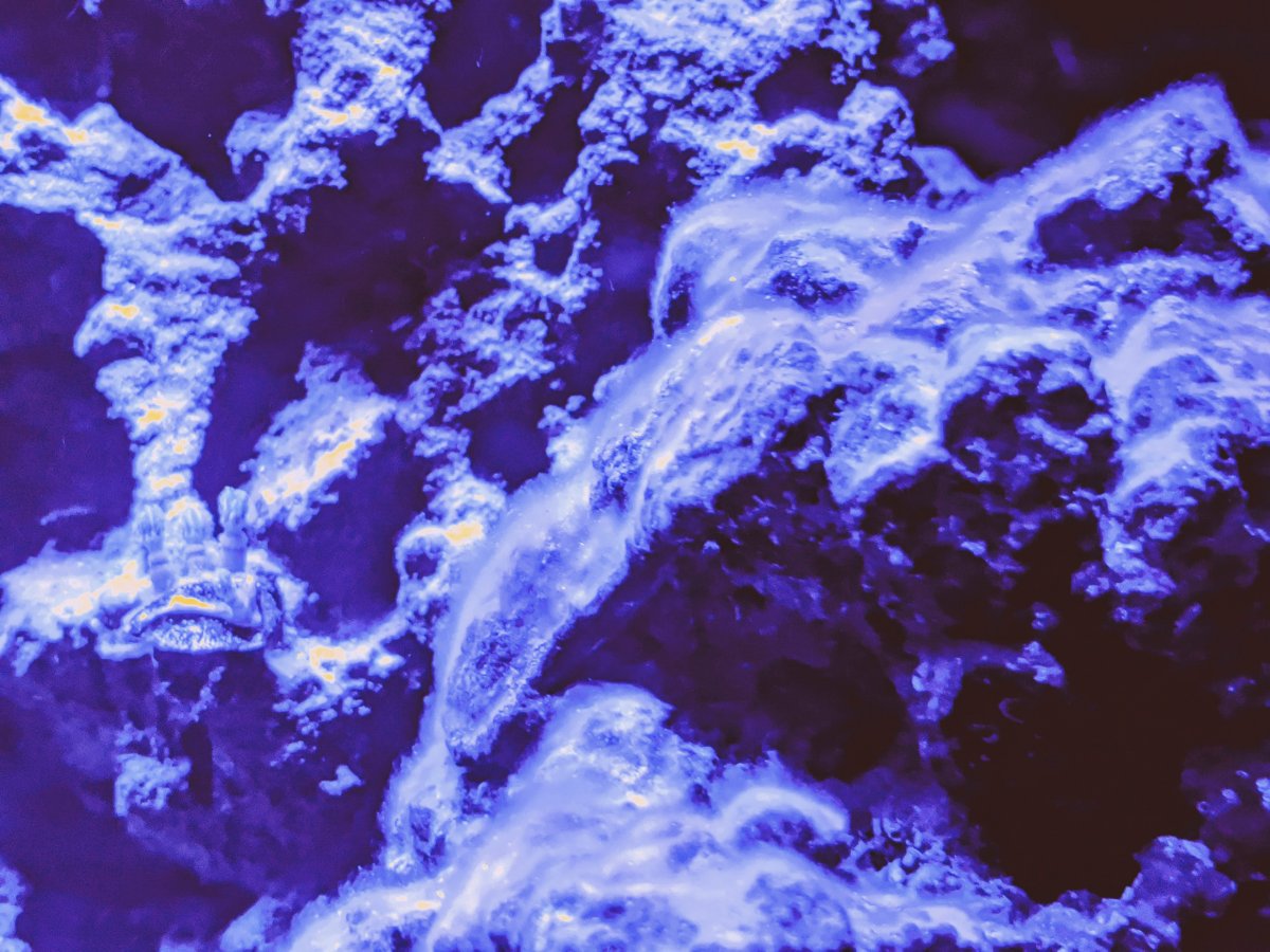 White fuzzy algae looks like cotton | REEF2REEF Saltwater ...