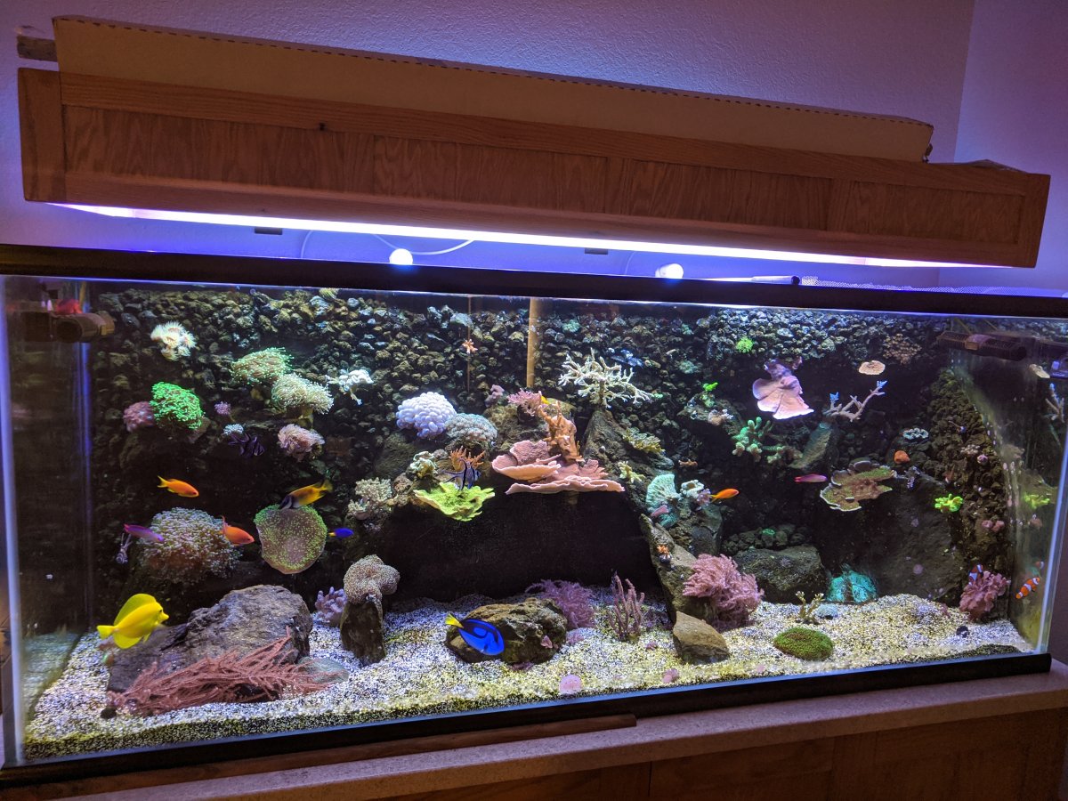 Diy lava hotsell rock aquarium decorations