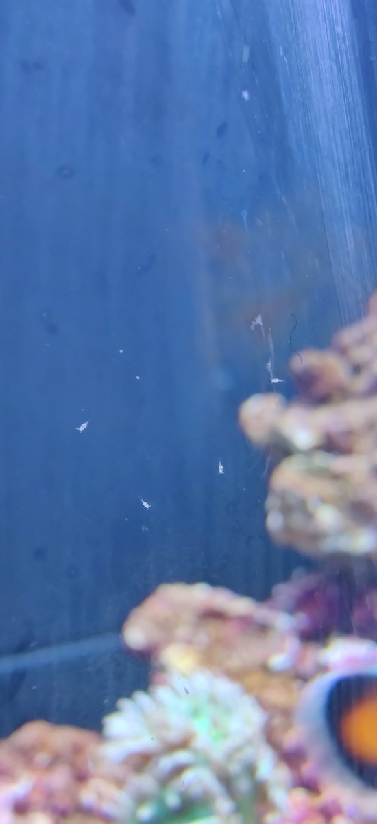 tiny white bugs in fish tank