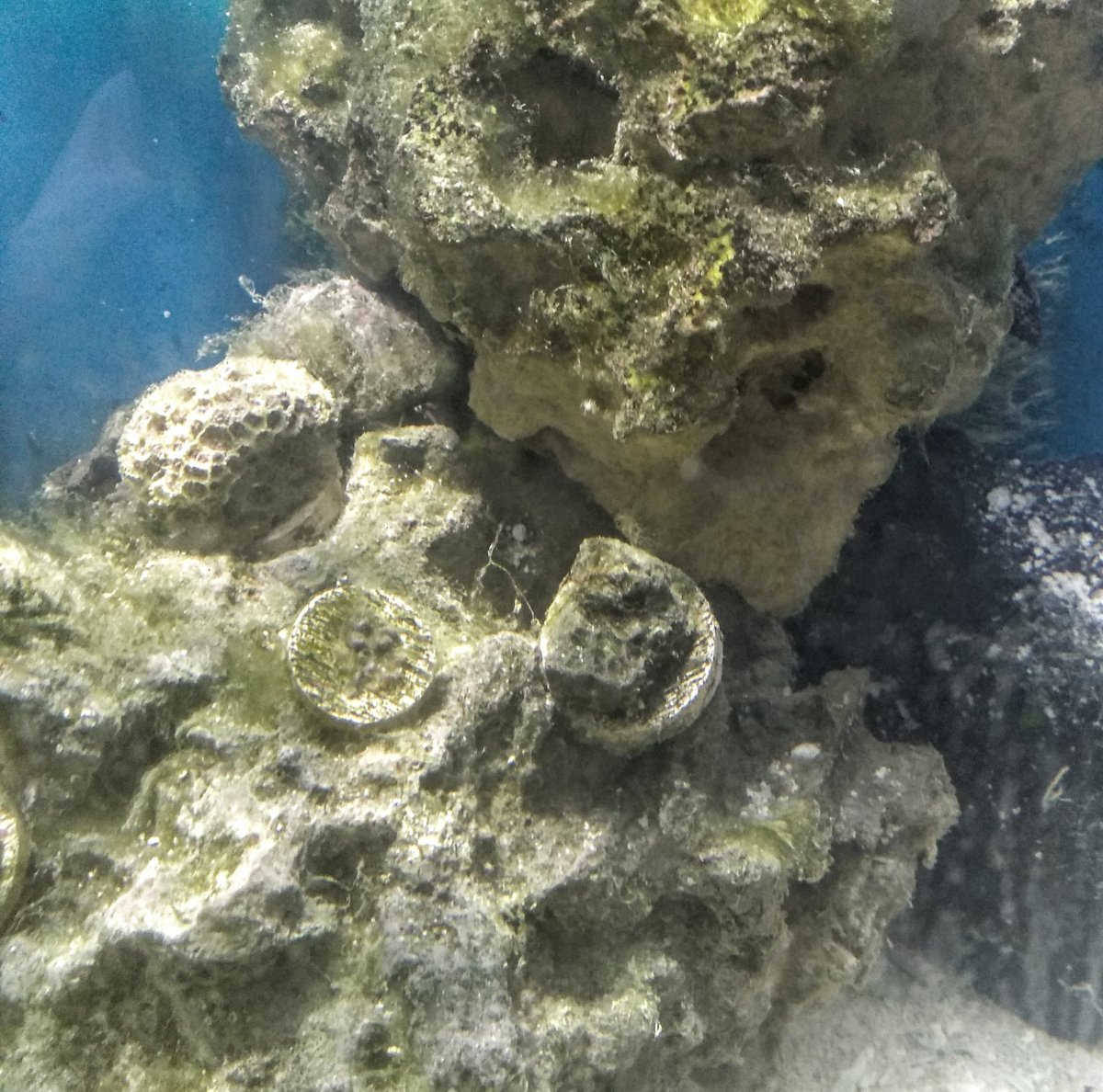 Brown/Red hair algae, coral dying | REEF2REEF Saltwater ...