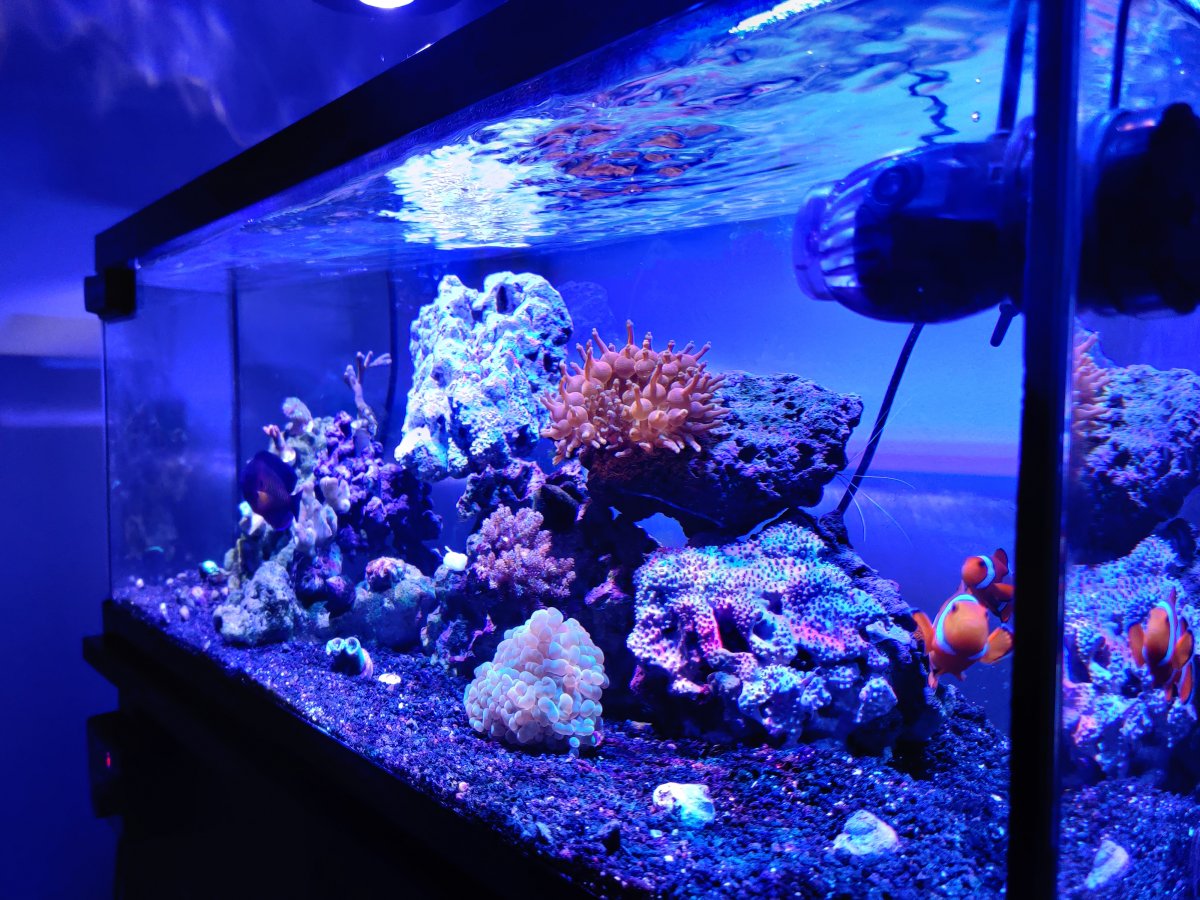 20 gallon reef clearance tank