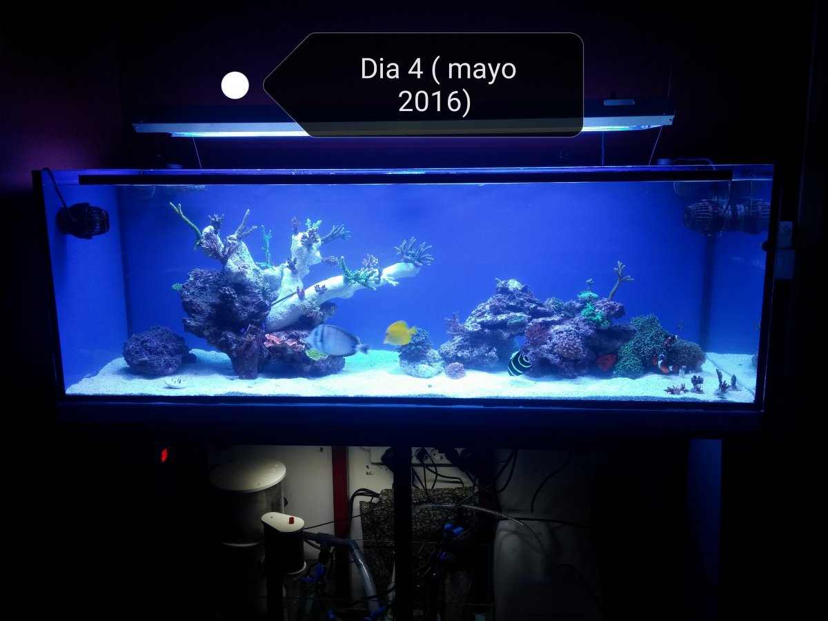 Build Thread Rober reef tank 400 L Reef2Reef