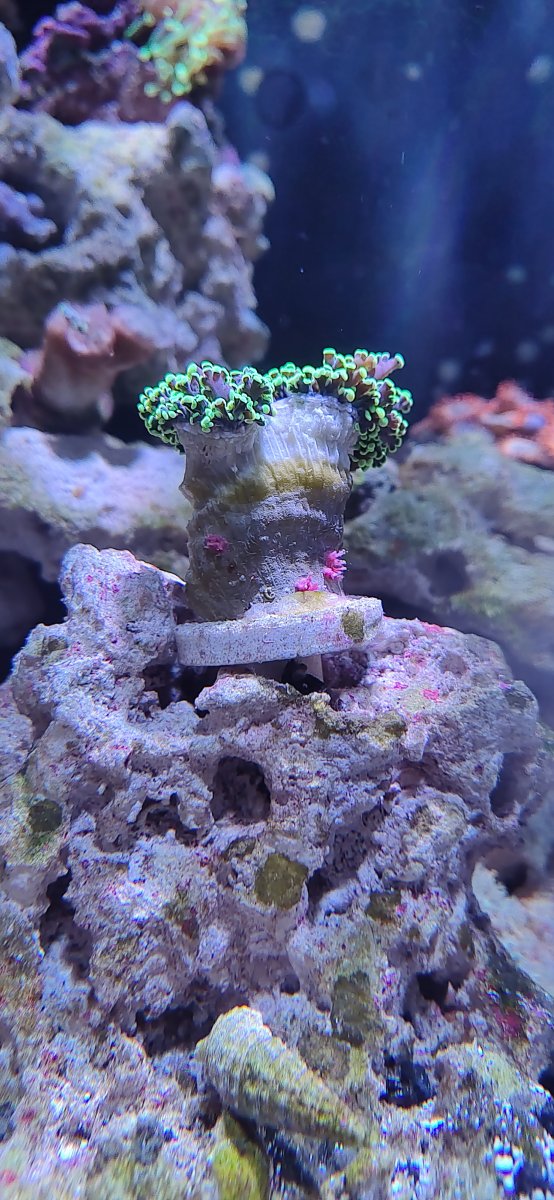 Is this black sea sponge??  REEF2REEF Saltwater and Reef Aquarium Forum