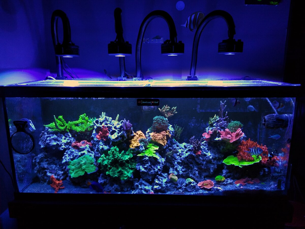 REEF OF THE MONTH NOVEMBER 2025 - Reefer Matt’s Amazing SPS Journey ...