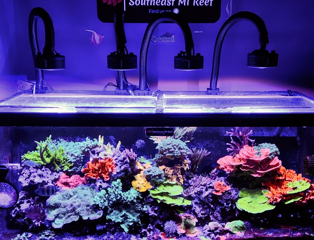 Let Me See Your “Cheap” Tanks! | Reef2Reef