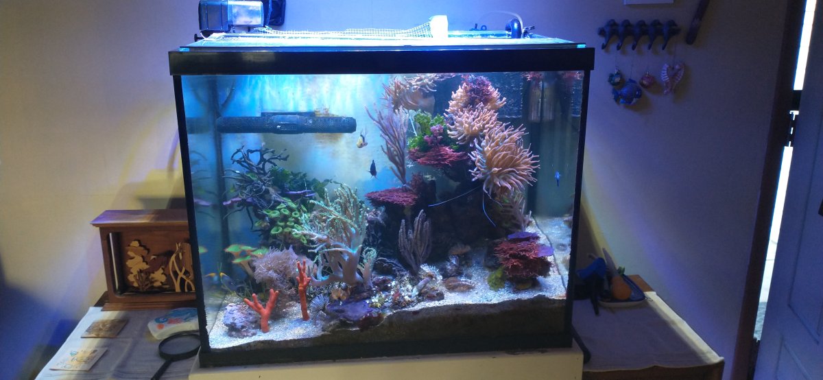 What filter floss do you use?  REEF2REEF Saltwater and Reef Aquarium Forum