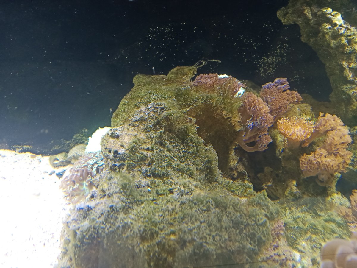 stubborn hair algae | REEF2REEF Saltwater and Reef Aquarium Forum