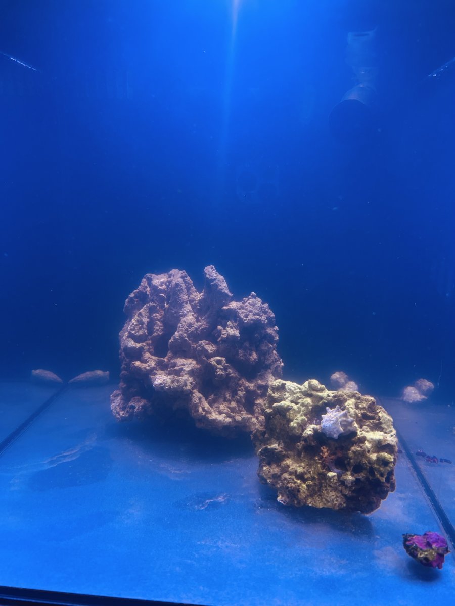 IMG_2027.jpeg
