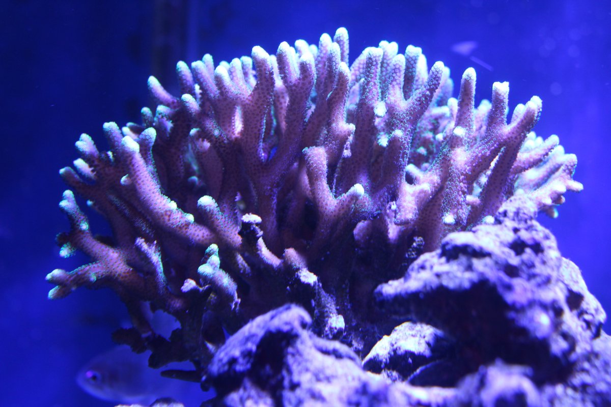 QUESTION OF THE DAY Why do you buy expensive corals/frags? Investment
