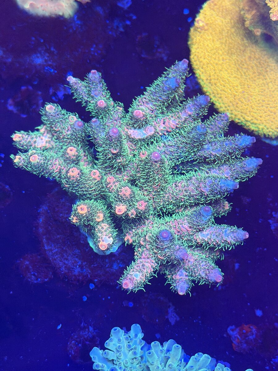 IMG_2029.jpeg