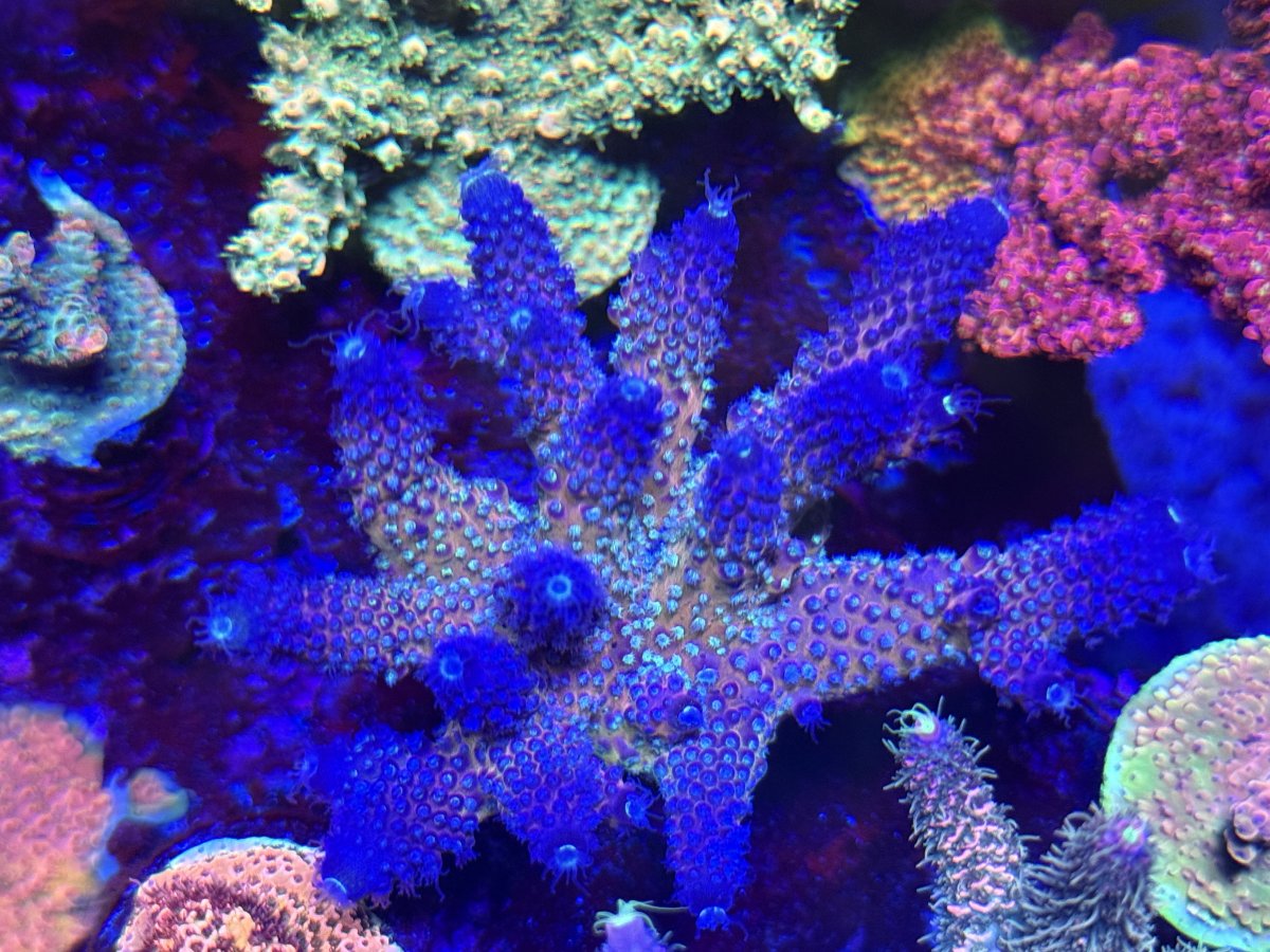 IMG_2031.jpeg