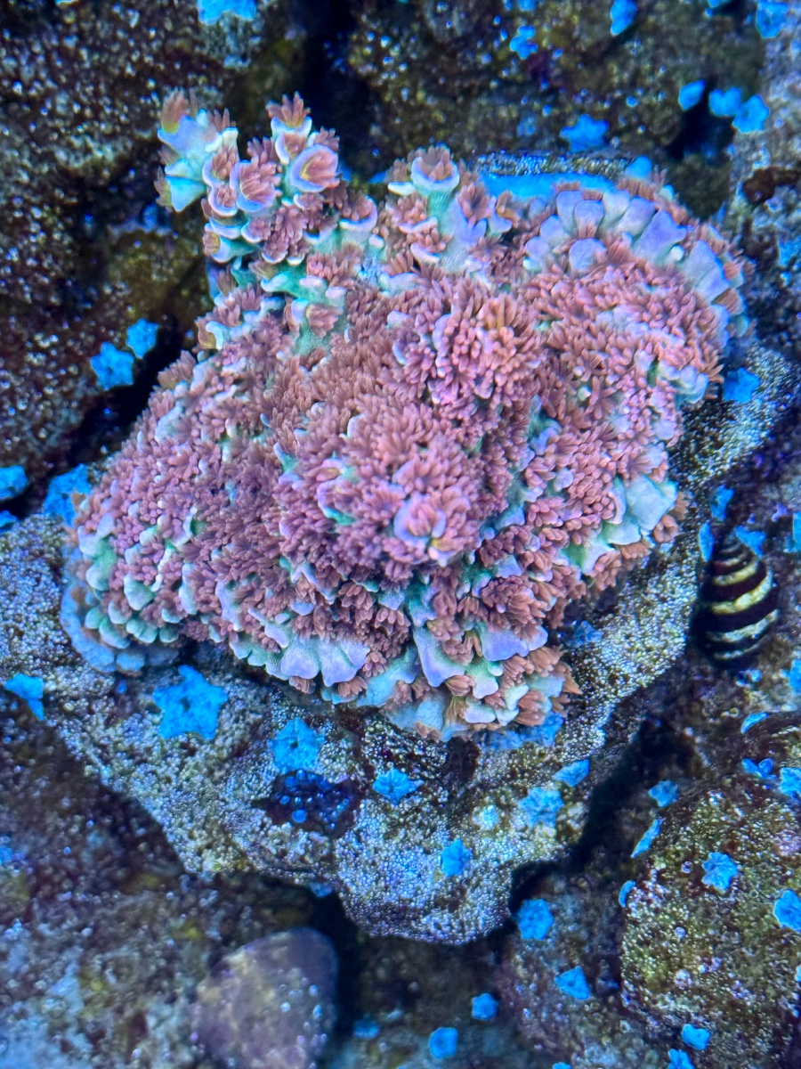 IMG_2032.jpeg
