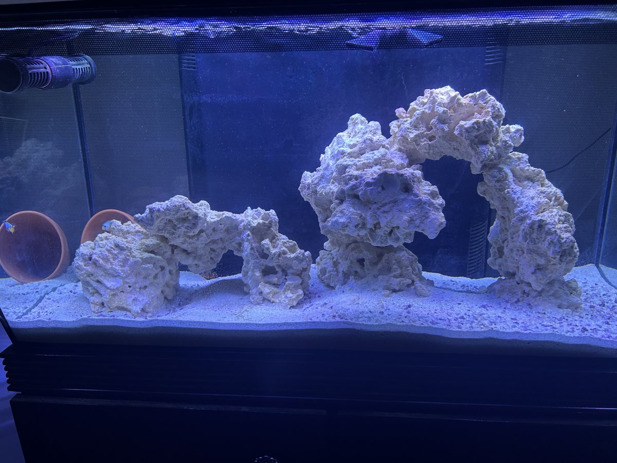 Minimalist aquascape in reef tank  REEF2REEF Saltwater and Reef Aquarium  Forum