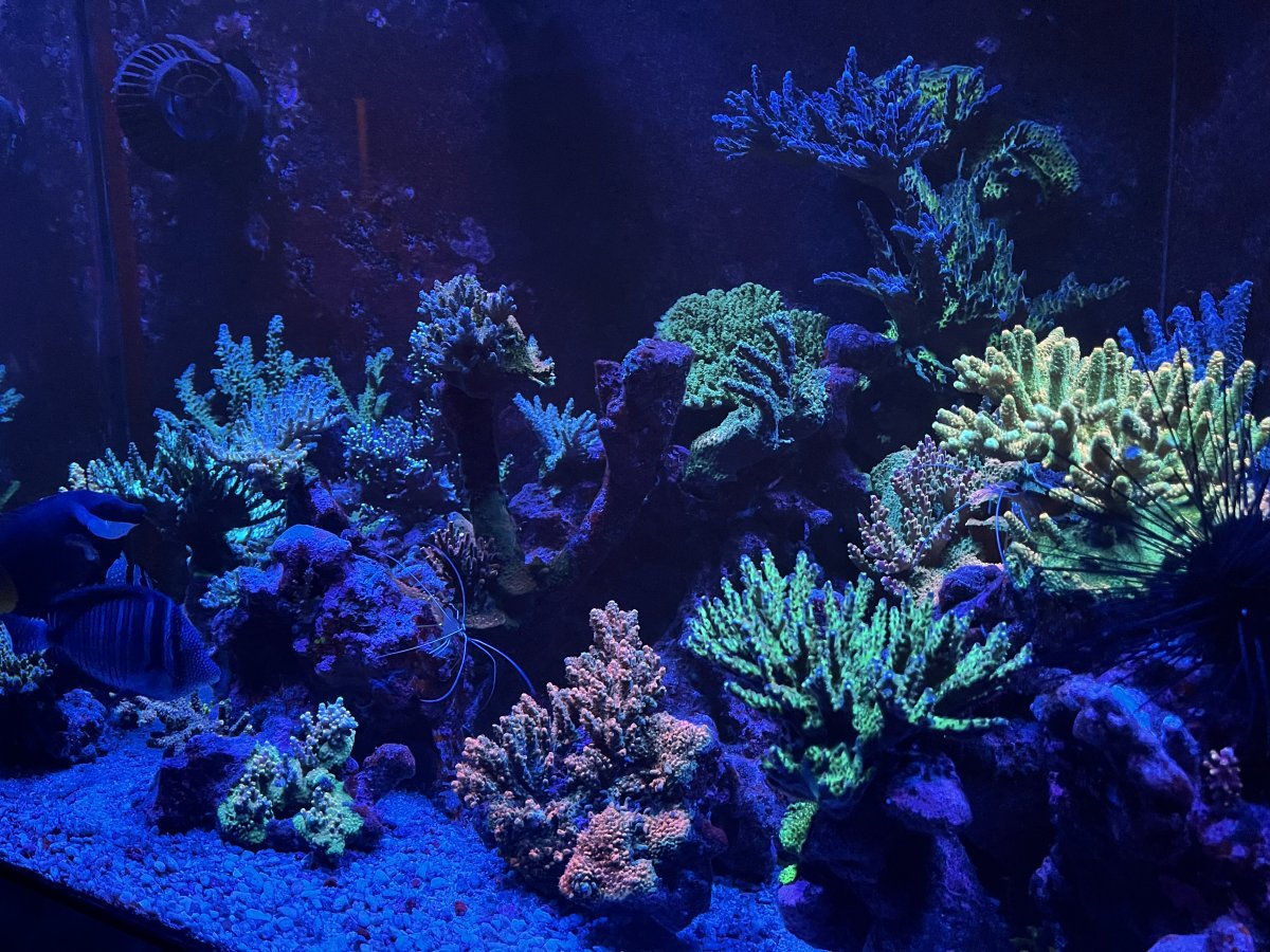 IMG_2036.jpeg