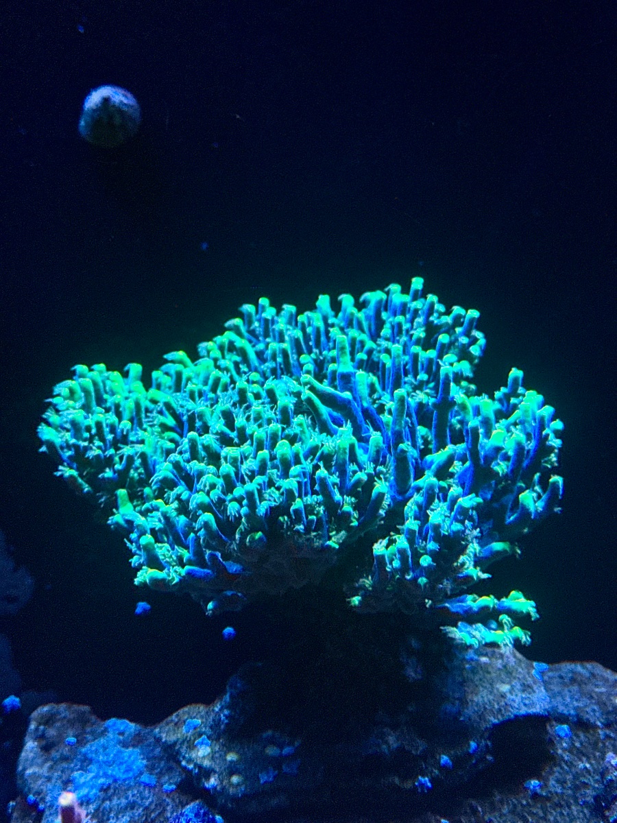 IMG_2037.jpeg