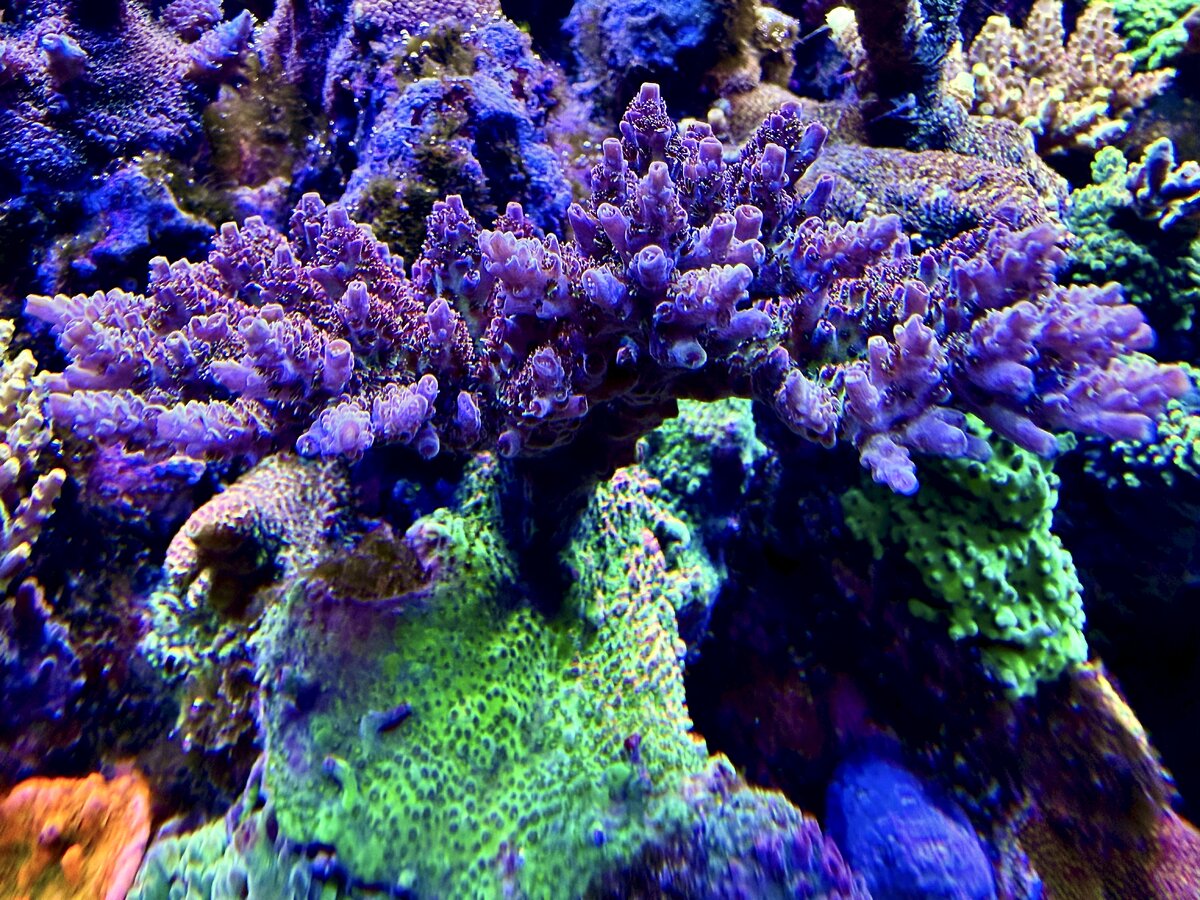 IMG_2045.jpeg