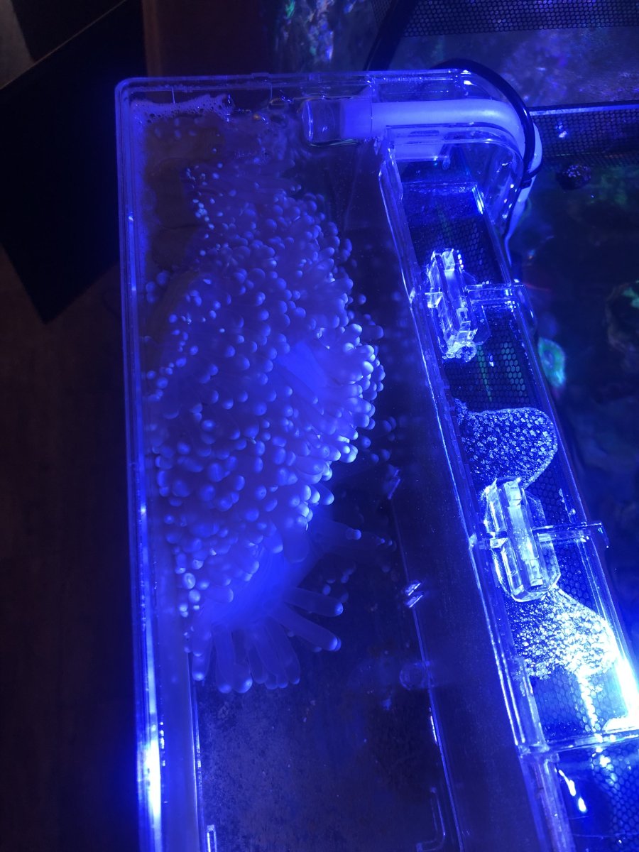 Should I move this ritteri (in isolation box during antibiotic ...