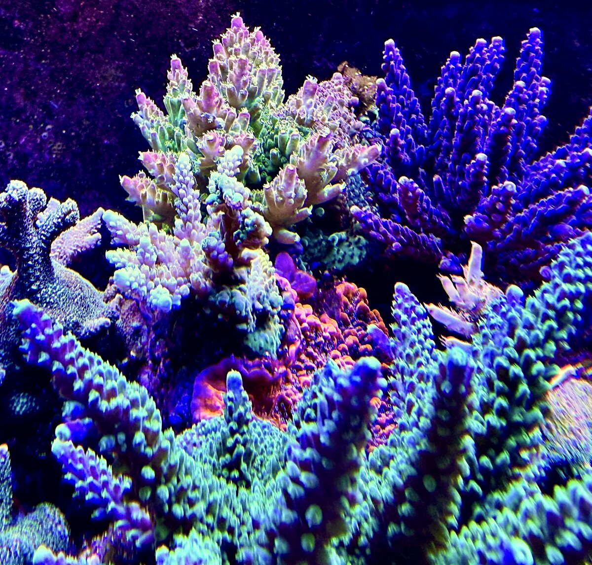 IMG_2051.jpeg