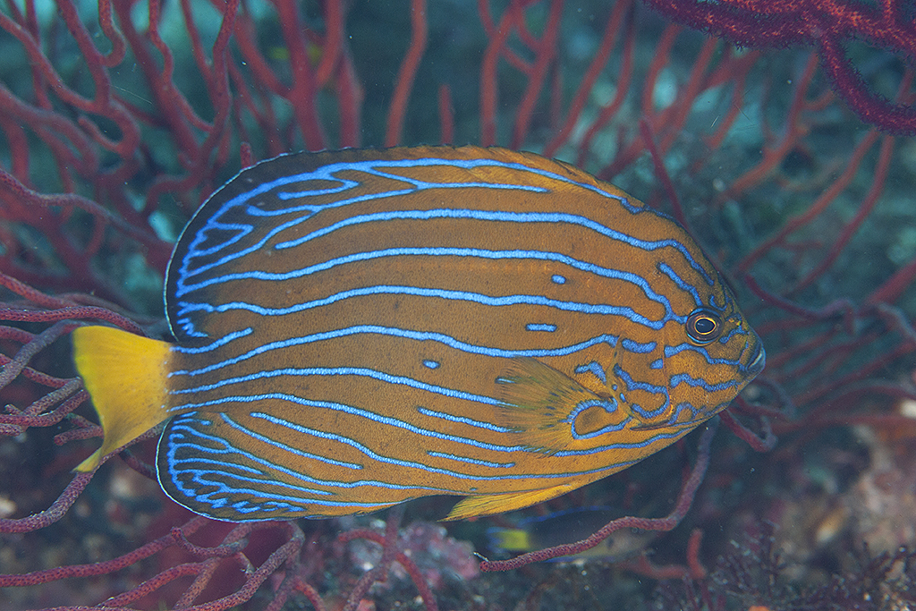 Fish Tournament: Large Angels. Round 1, Vote 14. | Reef2Reef