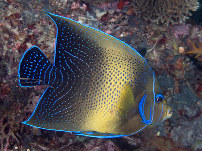 Fish Tournament: Large Angels. Round 1, Vote 14. | Reef2Reef