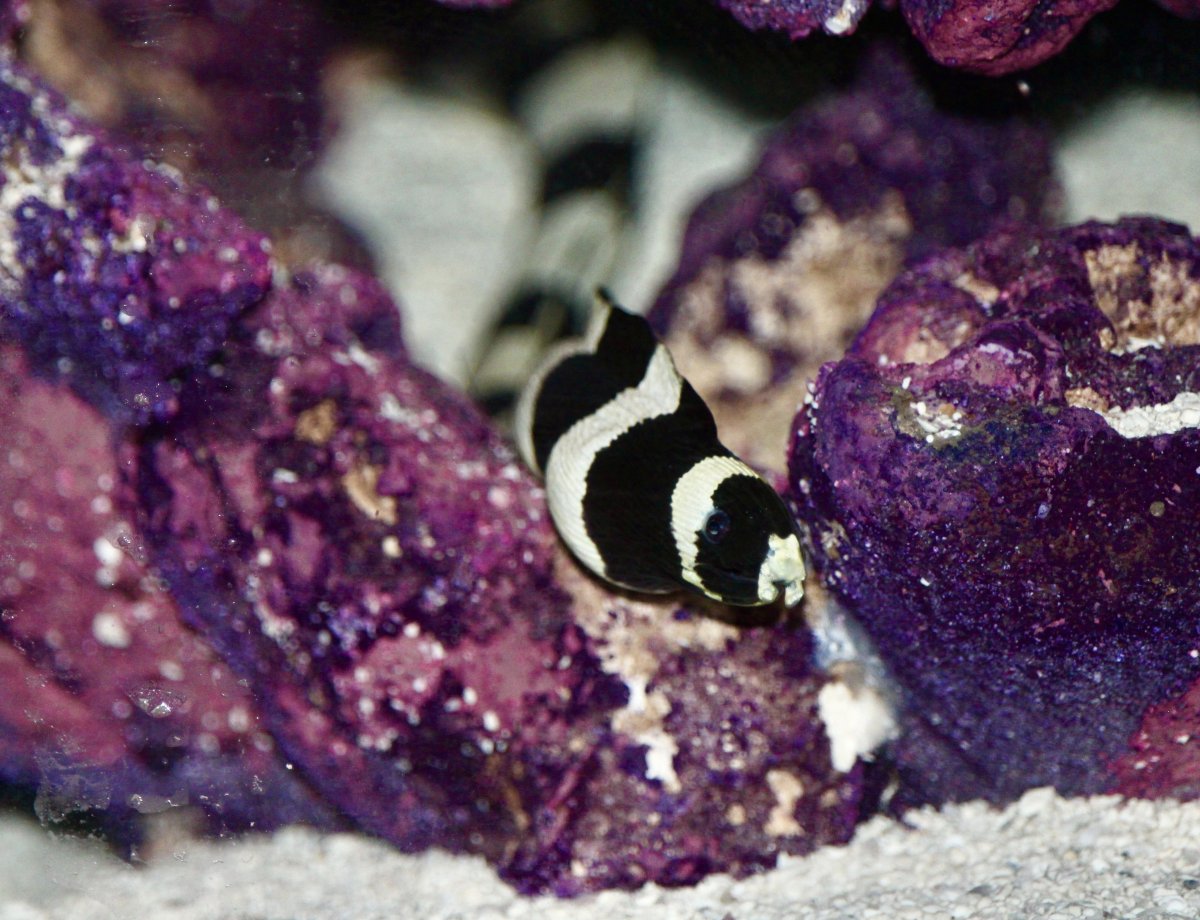 QUESTION OF THE DAY - Marine marvels: Do you keep uncommon fish in your ...