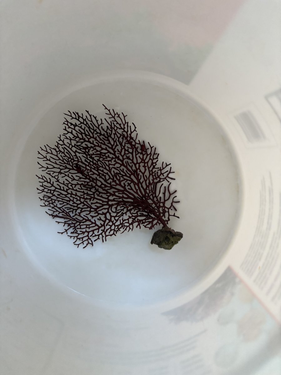 IMG_2062.jpeg