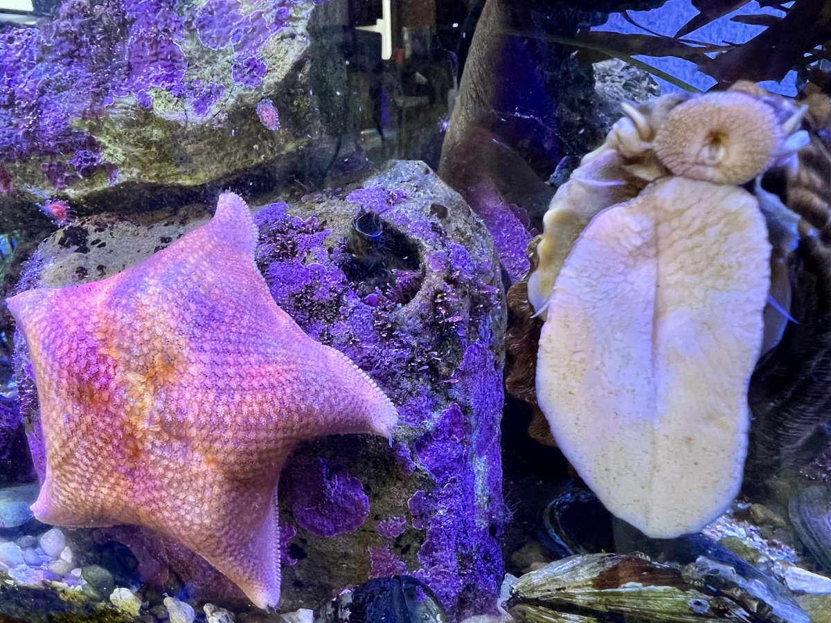 Battle of the Inverts! Who is the star of the show, Starfish or Urchins ...