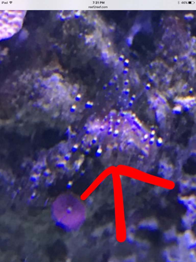 Hydroids? REEF2REEF Saltwater and Reef Aquarium Forum