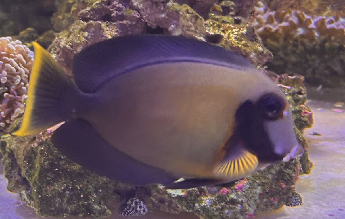 What Tangs, Foxfaces too, in your reef? Notice: Tang police not allow ...