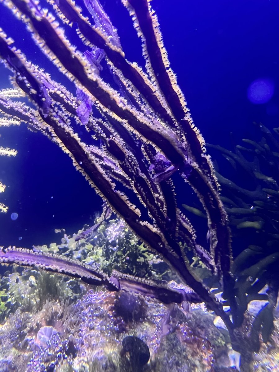 IMG_2090.jpeg