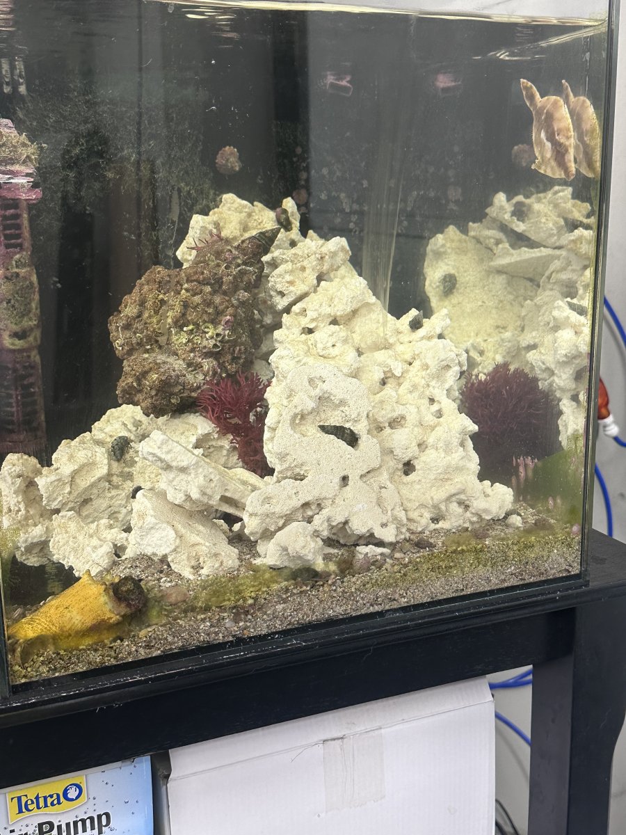 California - Black Nox Dwarf / Aptasia FileFish / Princess Damsel $20 ...